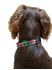 Picture of Dog Collar